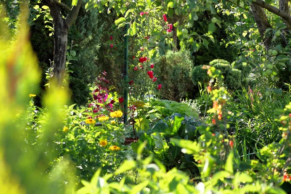 Dichter Garten mitten im Sommer — Stockfoto