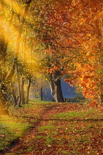 Vue Automne Sentier Entre Les Arbres Avec Soleil Après Midi — Photo