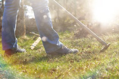 Bahçıvan kuru yaprakları ve otları tırmıklıyor, bahar temizliği ve mesaj için boş alan.