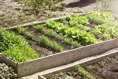 Çarşaf kutusundaki verimli topraktan taze havuç ve roka salatası çıkar.