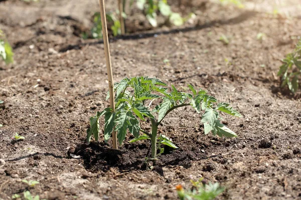 Unga Tomatskott Framträder Bördig Jord Och Tomt Utrymme För Text — Stockfoto