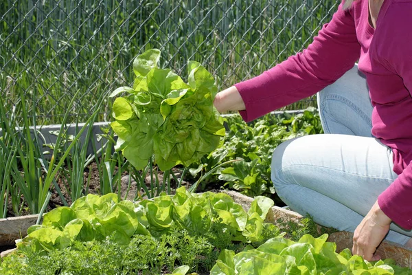 Jardineiro Mostra Uma Alface Jovem Fresca Arrancada Uma Cama Legumes — Fotografia de Stock
