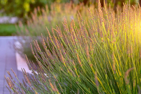 Lavanda Jardín Tarde Verano Espacio Vacío Para Texto — Foto de Stock