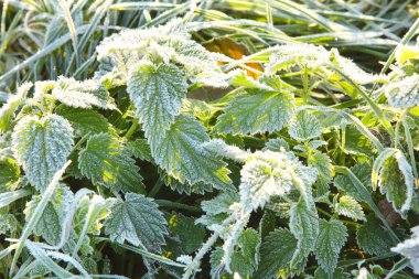 Sabahın erken saatlerinde bitkiler buzlu