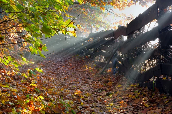 Paysage d'automne avec clôture en bois — Photo