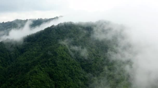 Niebla que sopla sobre las verdes montañas con bosque de pinos — Vídeo de stock