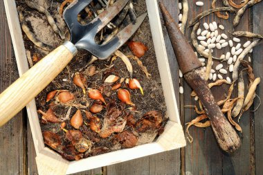 Bahar ampul ahşap arka plan kutusunda bitkilerin