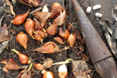 Bahar ampul ahşap arka plan üzerinde bitkilerin