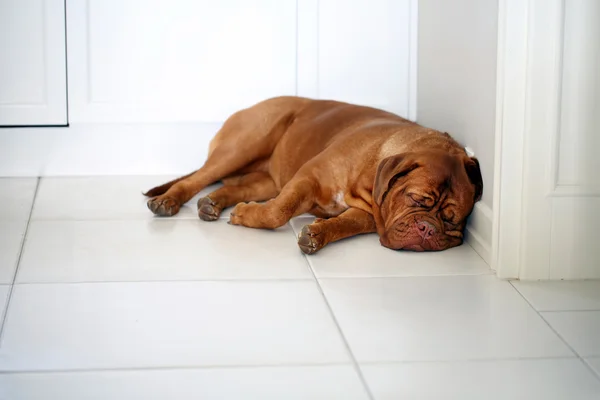 Cute lazy dog of Dogue De Bordeaux French Mastiff sleeping on th — Stock Photo, Image