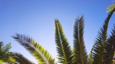 Güzel yeşil tropikal palmiye ağacının panoramik yavaş çekim görüntüsü lüks tatil beldesi veya otelde mavi gökyüzüne karşı taçlandırılır ve metin alanı için kopyalanır