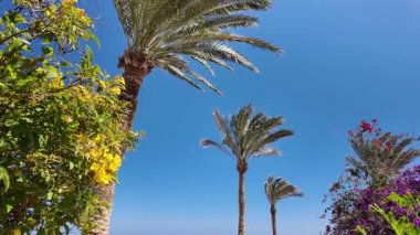 Mavi gökyüzüne karşı taç takan güzel yeşil tropikal palmiye ağacının panoramik yavaş çekim görüntüsü ve metin için boşluk kopyalama