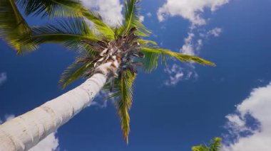 Mavi gökyüzüne karşı taç takan güzel yeşil tropikal palmiye ağacının panoramik yavaş çekim görüntüsü ve metin için boşluk kopyalama