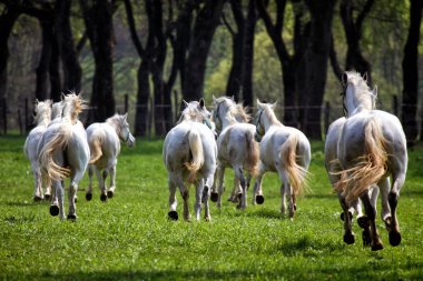 Beyaz lipizzan atları
