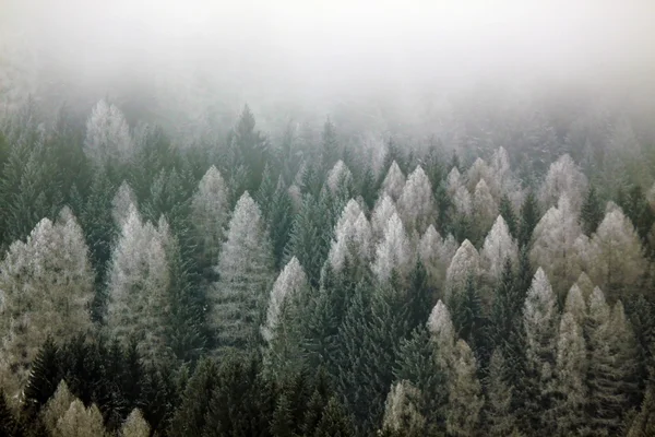 Orman ve dağlar kış Panoraması