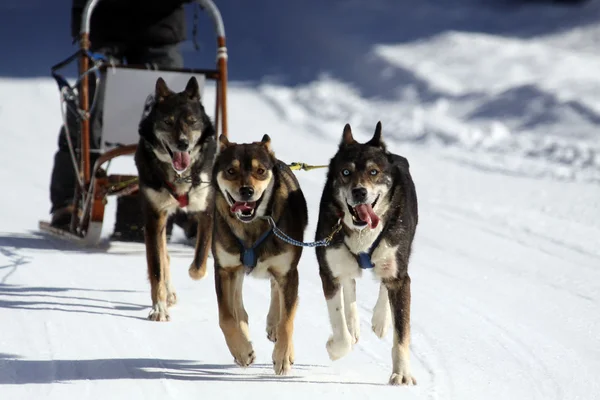 Sleddog, köpek halletme, kış