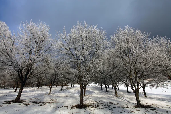 Frozen apple trees in winter — Stock Photo, Image