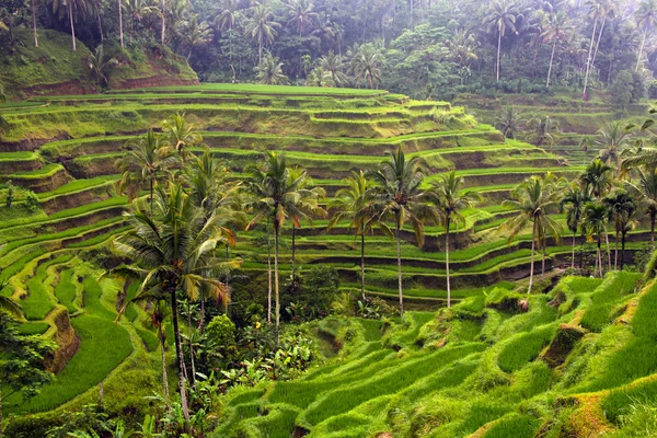 Sawah dan pohon palem — Stok Foto