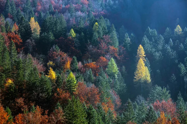 Bunte Waldbäume im Herbst lizenzfreie Stockfotos