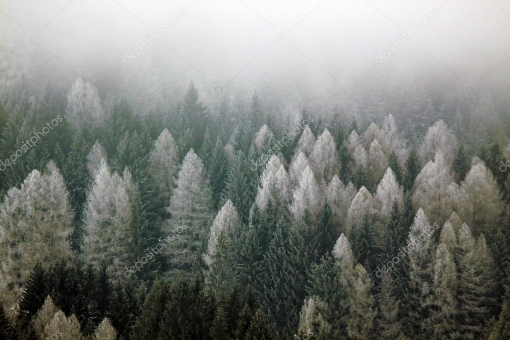 Winter panorama of forest and mountains