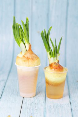 Yeşil soğanlar bir bardakta filizlenir. Evde taze taze soğan var..