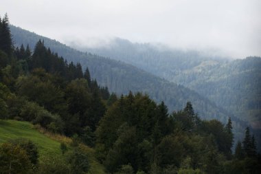 Köknar ormanı ve kopyalama alanı olan puslu dağ manzarası.