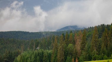 Köknar ormanı ve kopyalama alanı olan puslu dağ manzarası.
