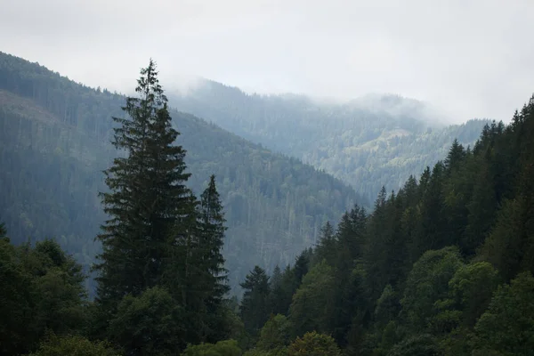 Neblige Berglandschaft Mit Tannenwald Und Kopierraum — Stockfoto