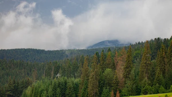 Mglisty Górski Krajobraz Jodłowym Lasem Przestrzenią Kopiującą — Zdjęcie stockowe