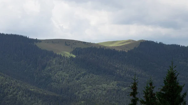 Dimmiga Bergslandskap Med Gran Skog Och Kopiera Utrymme — Stockfoto