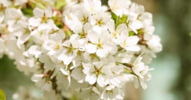 Baharda rüzgarda çiçek açan dallar. Yavaş çekim.