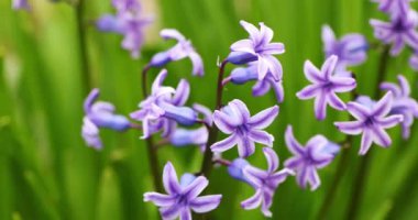 Sümbül çiçekleri rüzgarda sallanıyor. bahar çiçekleri Yavaş çekim.