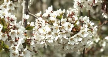 Baharda rüzgarda çiçek açan dallar. Yavaş çekim.