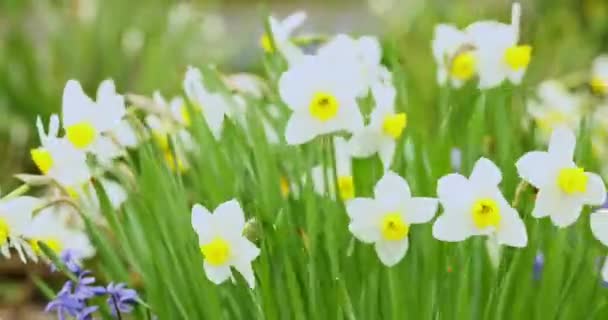 ダフォディルスの花が風に揺れる 春の花スローモーション — ストック動画