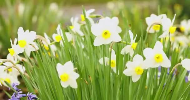 Квіти Нарцисів Ширяють Вітрі Весняні Квіти Повільний Рух — стокове відео