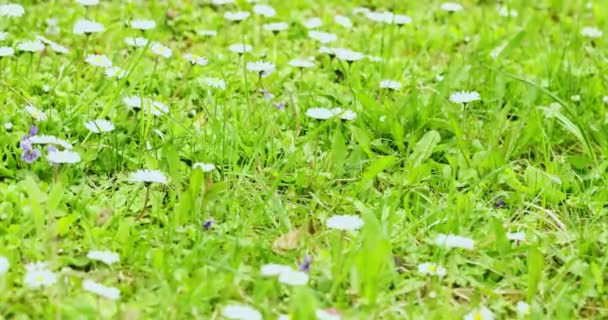 Λευκές Μαργαρίτες Πράσινο Γρασίδι Άνοιξη Λουλούδια Αργή Κίνηση — Αρχείο Βίντεο