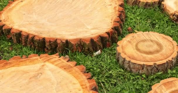 Road Wooden Cuts Stump Slow Motion — Wideo stockowe