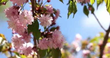 Kiraz çiçeğinin dalları rüzgarda sallanıyor bahar çiçekleri Yavaş çekim.