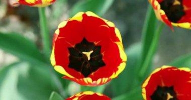 Laleler rüzgarda sallanır. bahar çiçekleri Yavaş çekim.