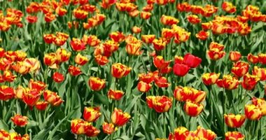 Laleler rüzgarda sallanır. bahar çiçekleri Yavaş çekim.