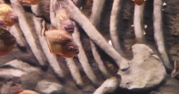 School Piranha Fish Pygocentrus Nattereri Swims Aquarium Slow — 图库视频影像