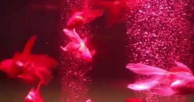 Akvaryumda güzel bir akvaryum balığı. Yavaş çekim