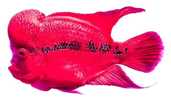 Blomma Horn Fisk Cichlid Isolerad Vit Bakgrund — Stockfoto