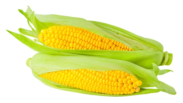 Ear Corn Isolated White Background — Stock Photo, Image