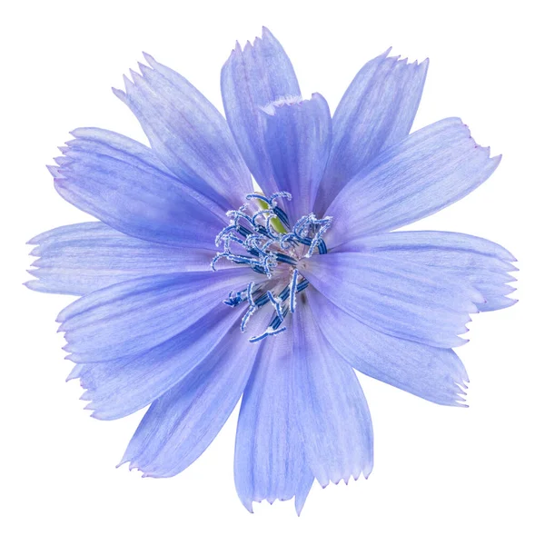 Chicory Virágok Elszigetelt Fehér Háttér Csikrium — Stock Fotó