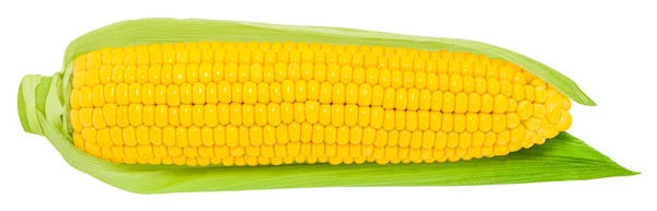 Ucho Kukurydzy Izolowane Białym Tle — Zdjęcie stockowe