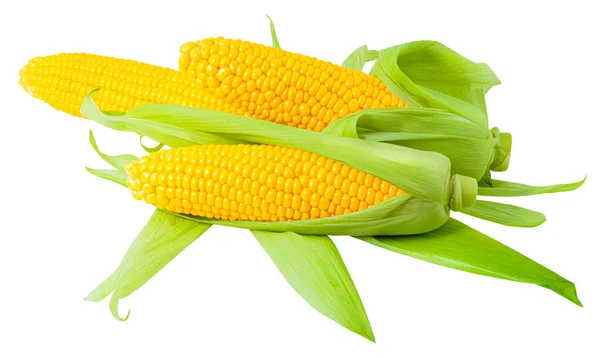 Ear Corn Isolated White Background — Stock Photo, Image