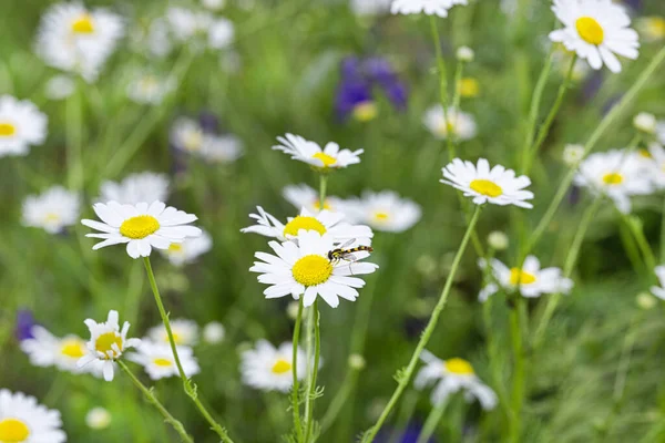 Kamomillfält Kamomill Bakgrund Grönt Gräs — Stockfoto