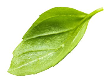 Beyaz arkaplanda izole edilmiş taze fesleğen yaprağı.
