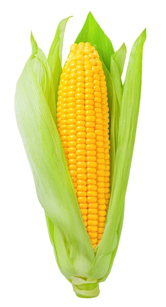 Ear Corn Isolated White Background — Stock Photo, Image