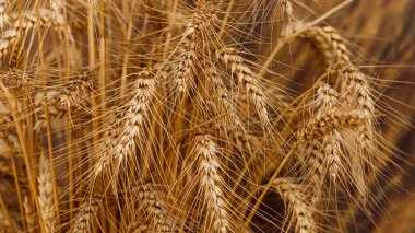 Buğday tarlası. Altın buğday kulakları yakın mesafede.